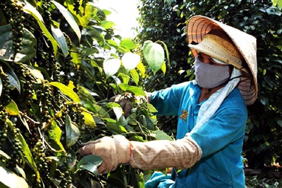 Hồ tiêu ngày càng đáp ứng tốt yêu cầu dư lượng thuốc BVTV