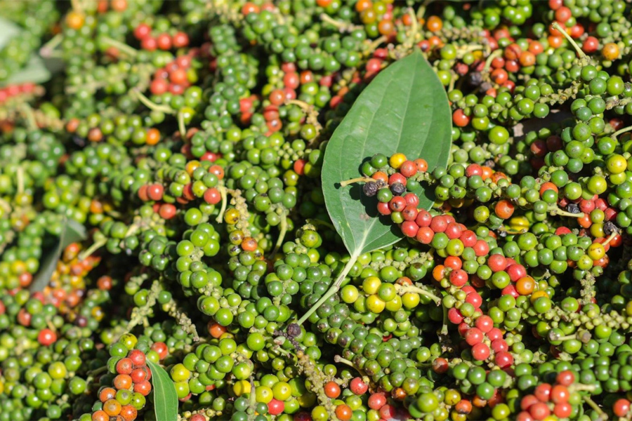 Hồ tiêu ngày càng đáp ứng tốt yêu cầu dư lượng thuốc BVTV