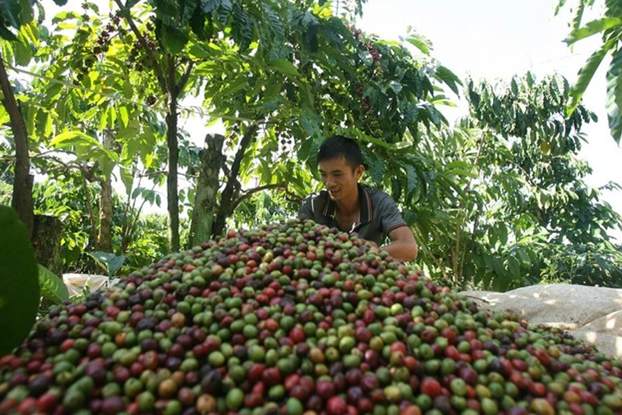 Liệu năm sau xuất khẩu cà phê sẽ thắng lớn hơn?