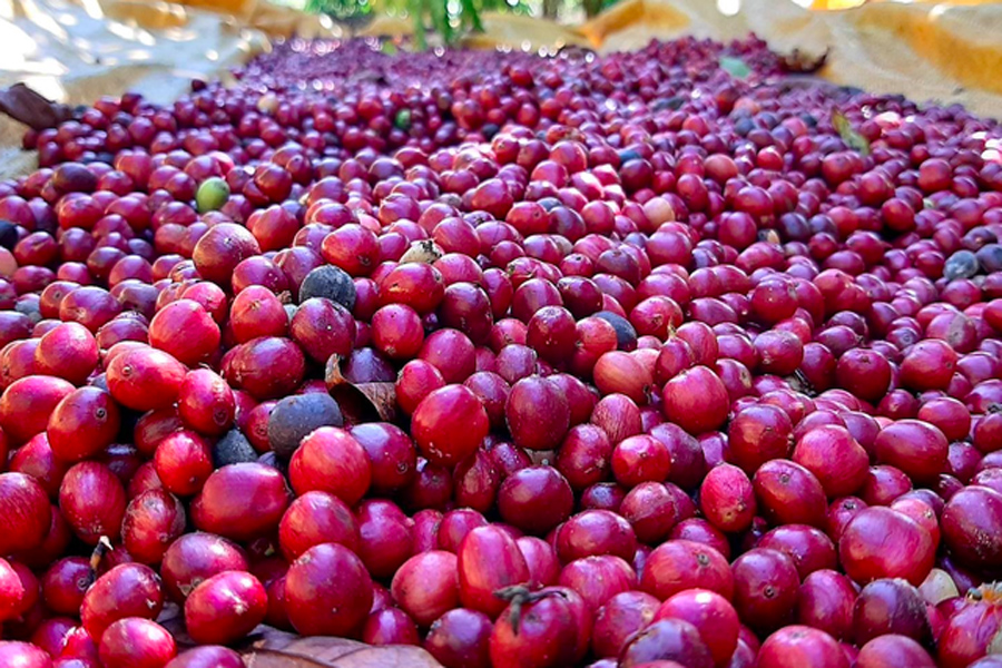 Liệu năm sau xuất khẩu cà phê sẽ thắng lớn hơn?