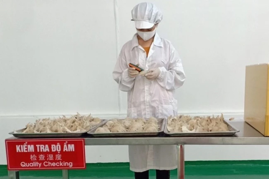 Lô tổ yến đầu tiên xuất khẩu sang Trung Quốc