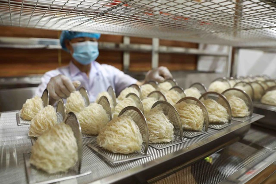 Lô tổ yến đầu tiên xuất khẩu sang Trung Quốc