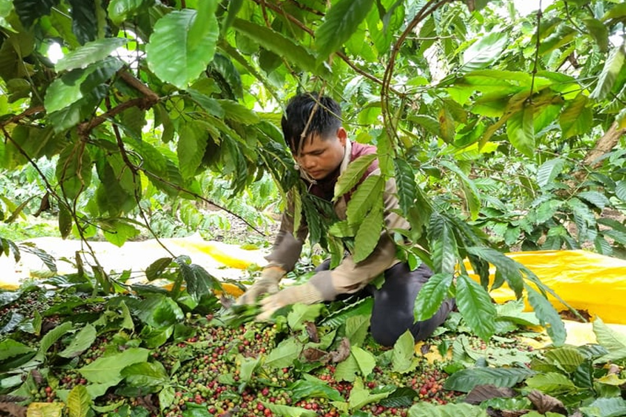Nâng cao chất lượng cà phê từ khâu thu hoạch người dân không mặn mà