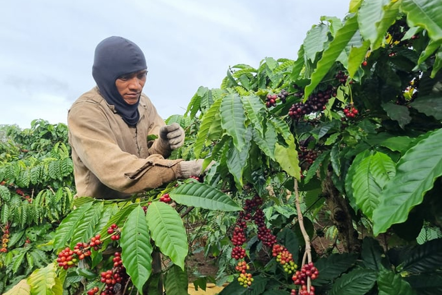 Nâng cao chất lượng cà phê từ khâu thu hoạch người dân không mặn mà