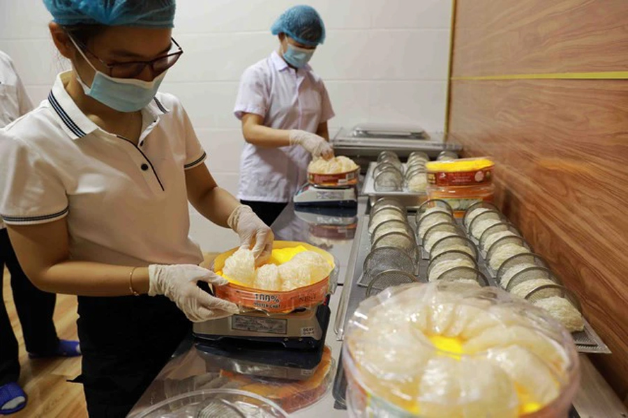 Ngành yến hướng đến xuất khẩu tỷ đô