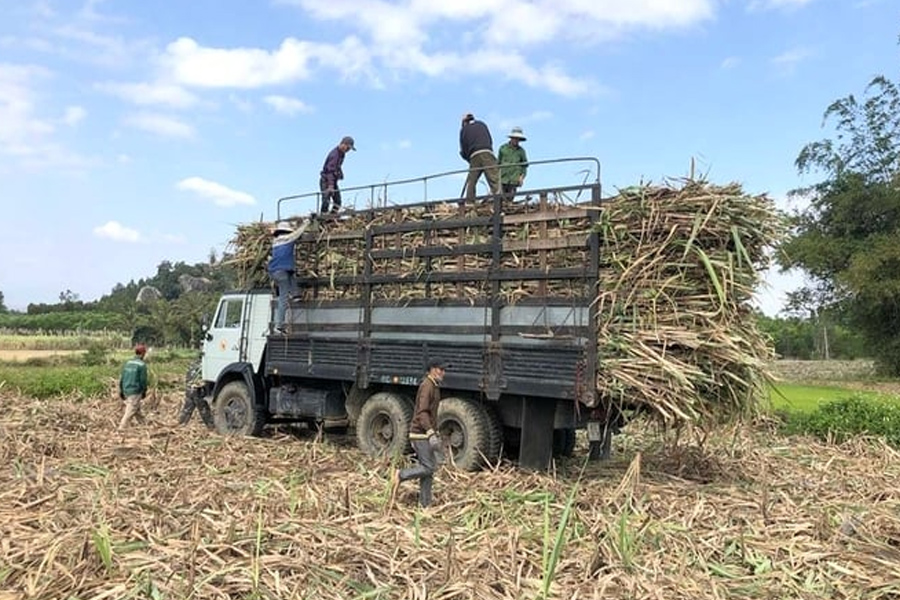 Người trồng mía An Khê phấn khởi trước vụ ép mới