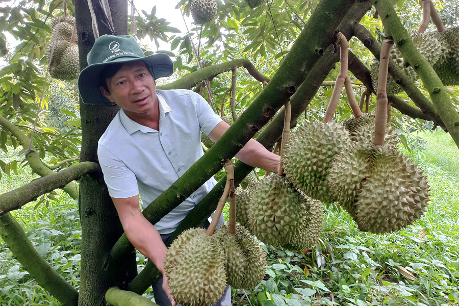 Nhờ trồng sầu riêng nhiều nông dân bỗng thành triệu phú USD