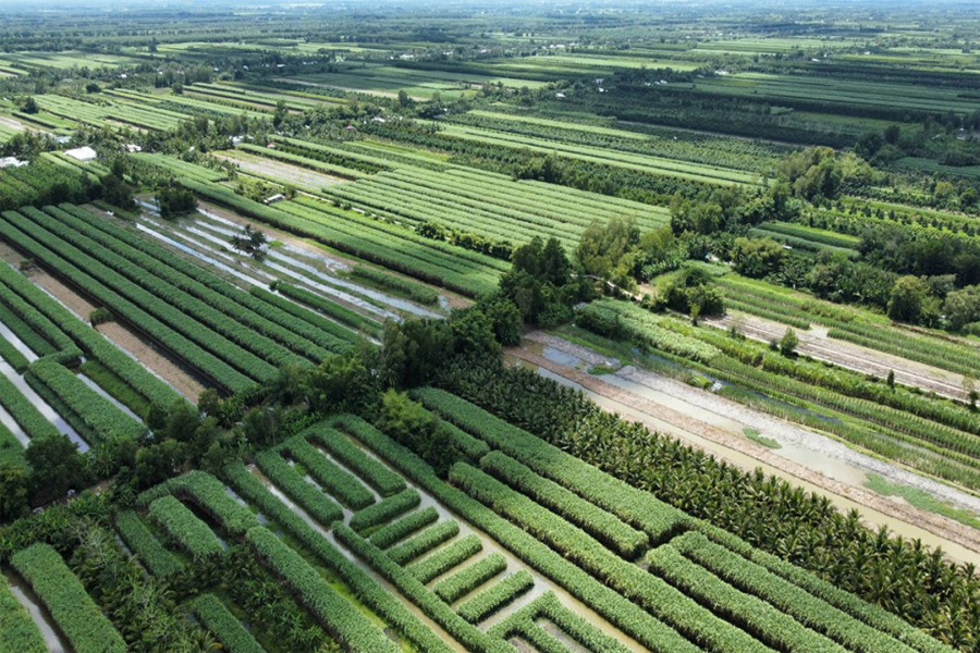 Nông dân trồng mía lao đao khi nhà máy đường lớn nhất miền Tây đóng cửa