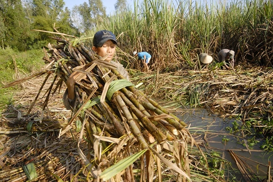 Nông dân trồng mía lao đao khi nhà máy đường lớn nhất miền Tây đóng cửa