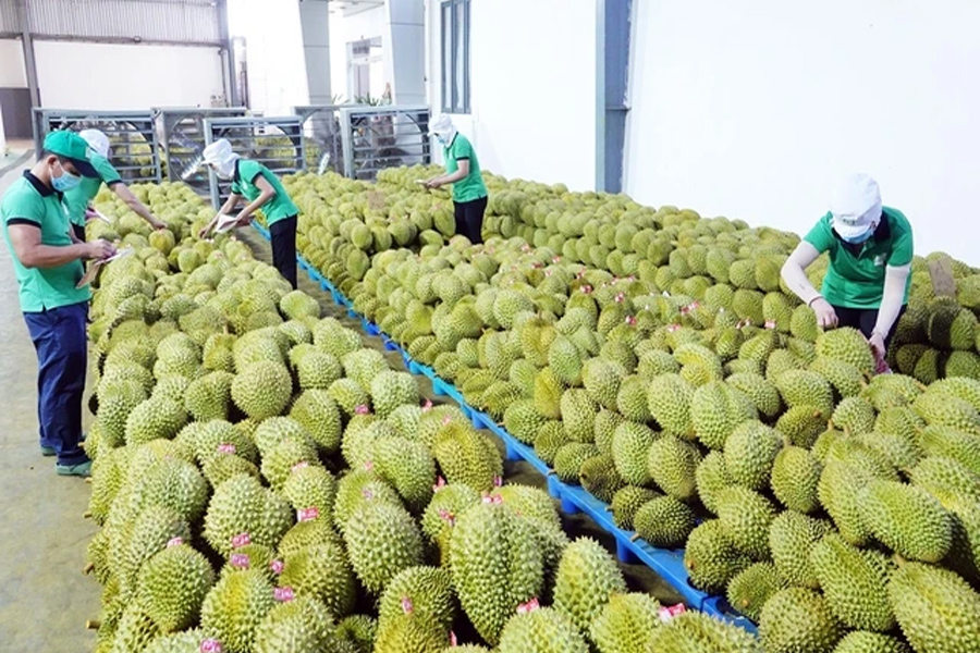 Nông nghiệp vẫn là trụ đỡ cho nền kinh tế