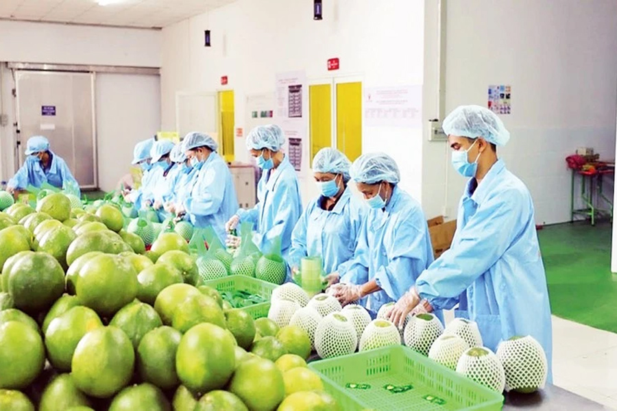 Nông sản - thực phẩm Việt Nam chiếm tỷ lệ thấp trong cảnh báo của EU