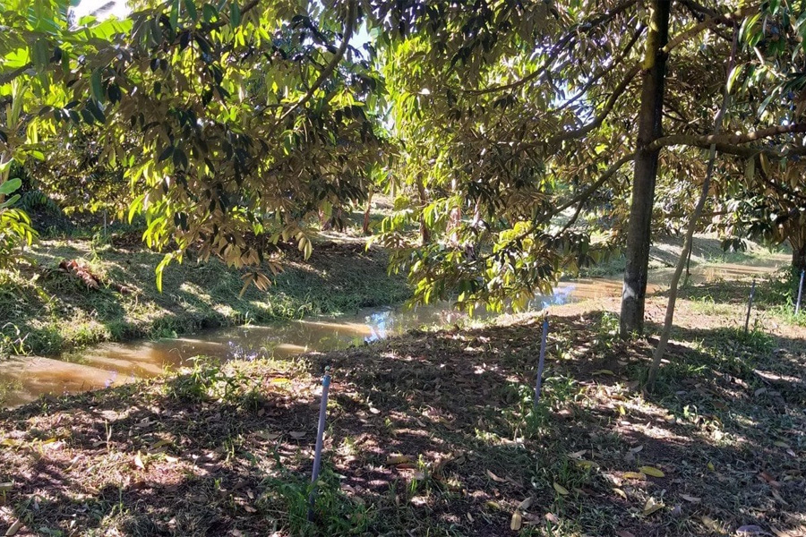 Phòng chống hạn mặn cho cây sầu riêng trong mùa khô