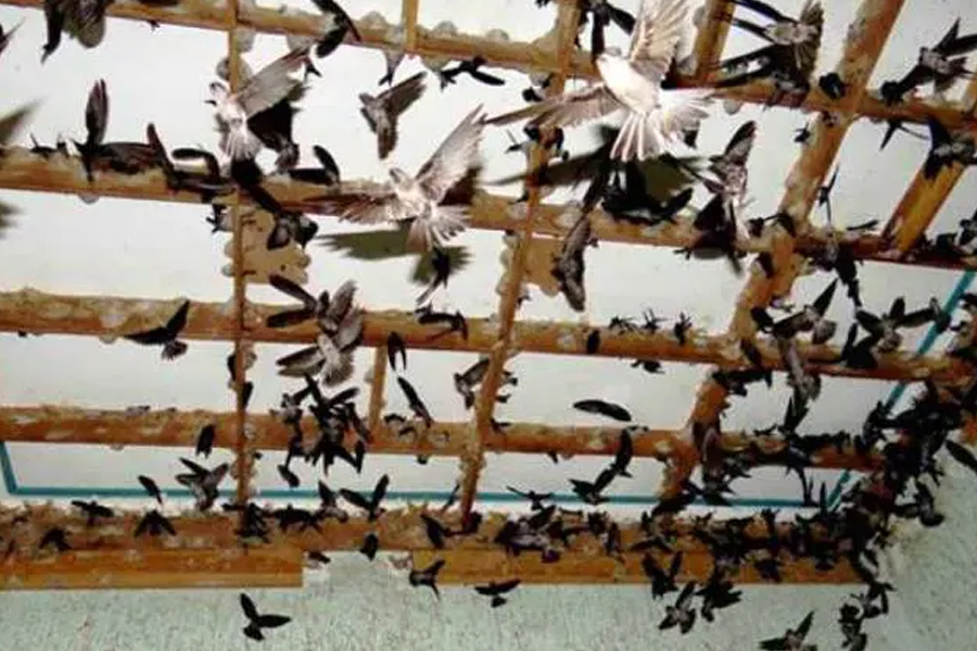 Sản lượng yến Việt Nam có thể đạt 350 - 400 tấn/năm