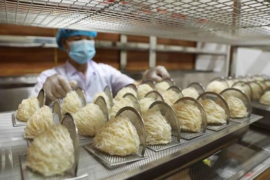 Sản lượng yến Việt Nam có thể đạt 350 - 400 tấn/năm