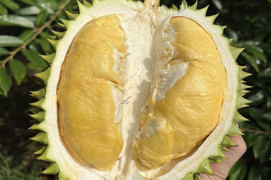 Sầu riêng hết mùa xuất khẩu rau quả tháng 11 giảm mạnh