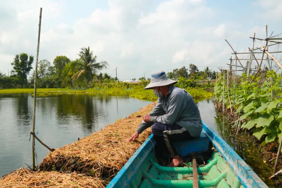Tất bật xuống giống rau quả, hoa kiểng phục vụ thị trường tết