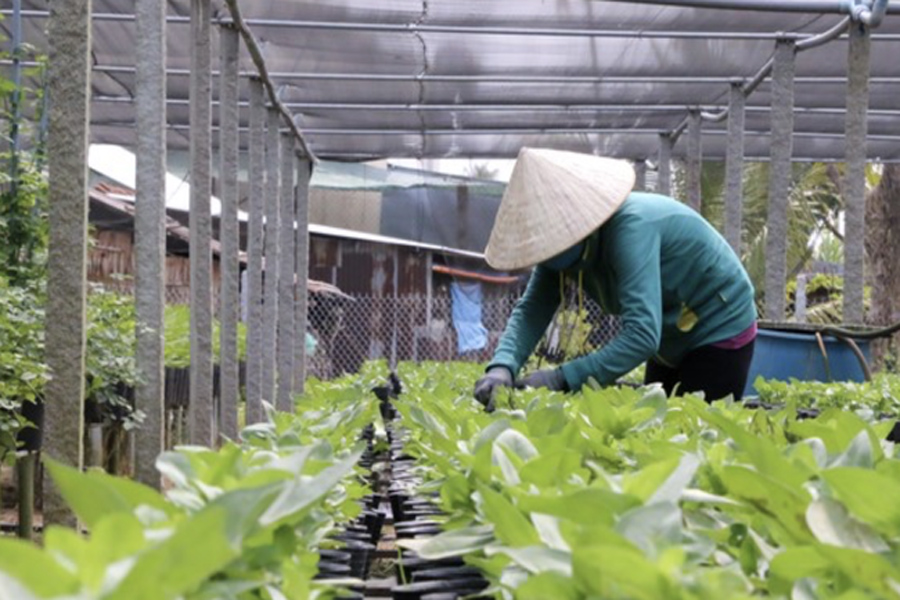 Tất bật xuống giống rau quả, hoa kiểng phục vụ thị trường tết