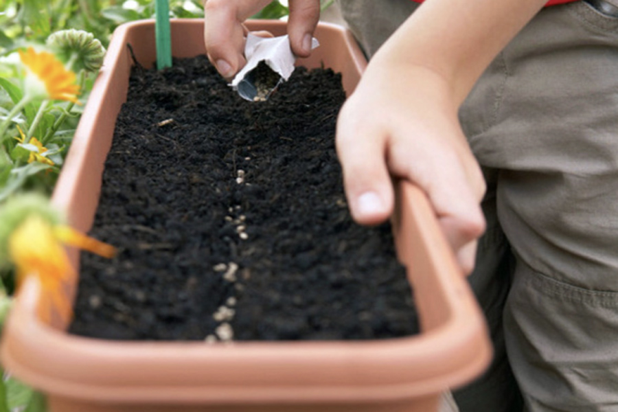 Tất bật xuống giống rau quả, hoa kiểng phục vụ thị trường tết