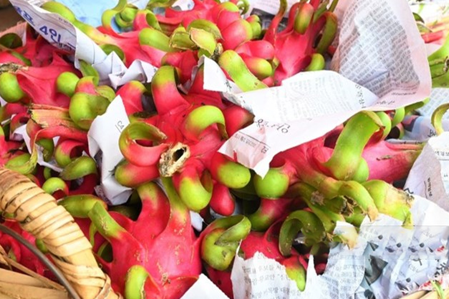 Thanh long ruột đỏ rớt giá một nửa