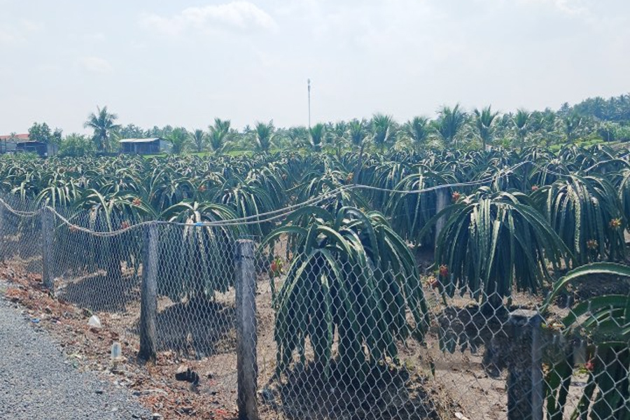 Thanh long ruột đỏ rớt giá một nửa