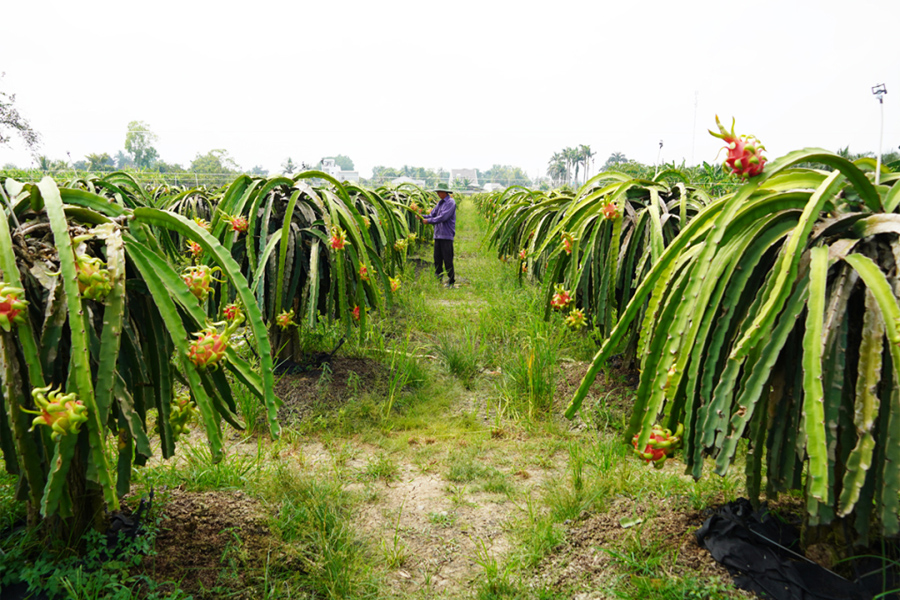 Thanh long sốt giá, nhà vườn không có để bán