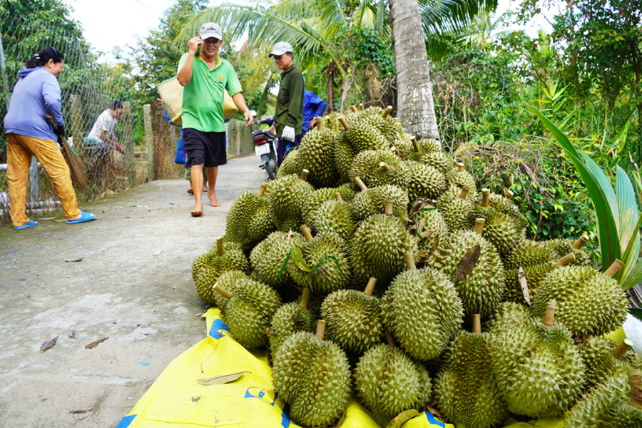 Thương lái vào tận vườn tranh mua sầu riêng trái mùa