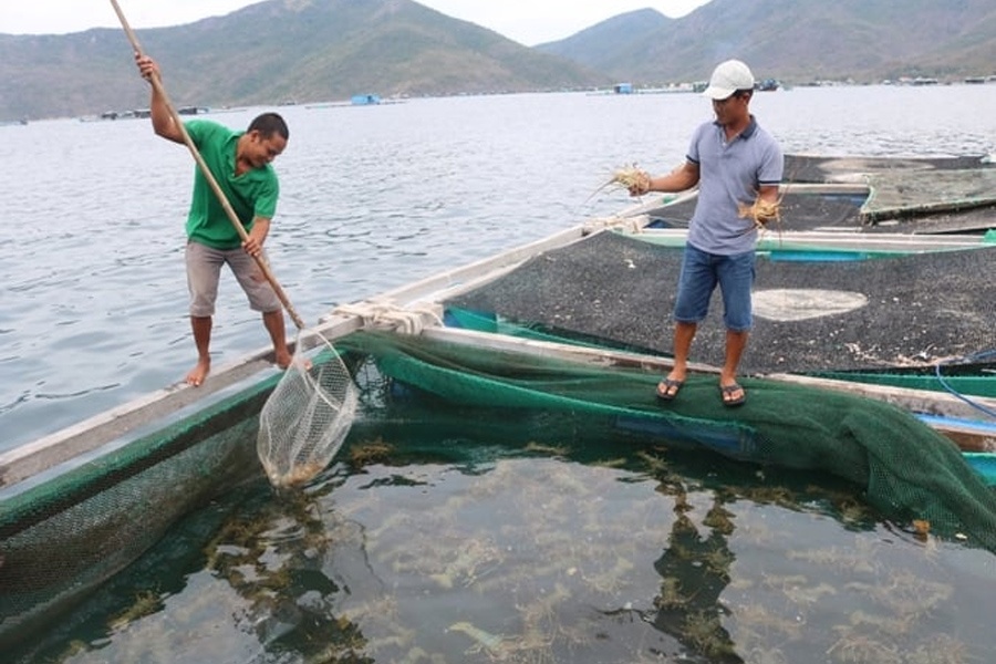 Tôm hùm bông gặp khó khi xuất khẩu sang Trung Quốc