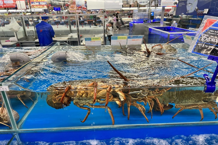 Tôm hùm bông gặp khó khi xuất khẩu sang Trung Quốc