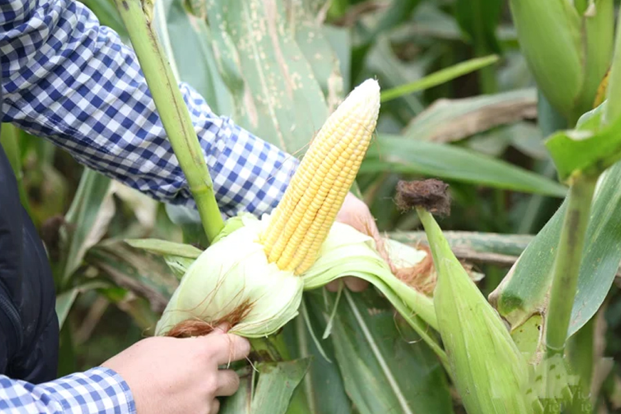 Trồng giống ngô VS201 - cả vụ không phải phun thuốc