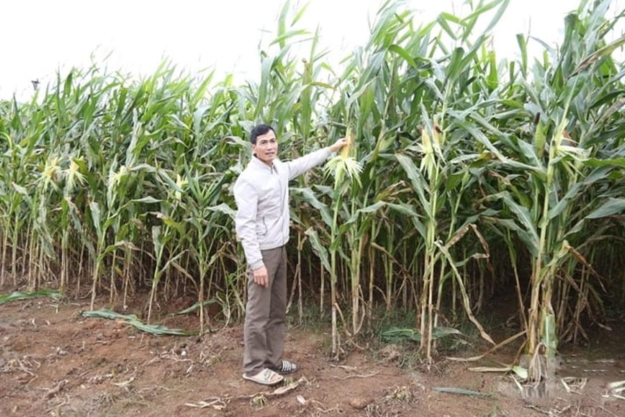 Trồng giống ngô VS201 - cả vụ không phải phun thuốc