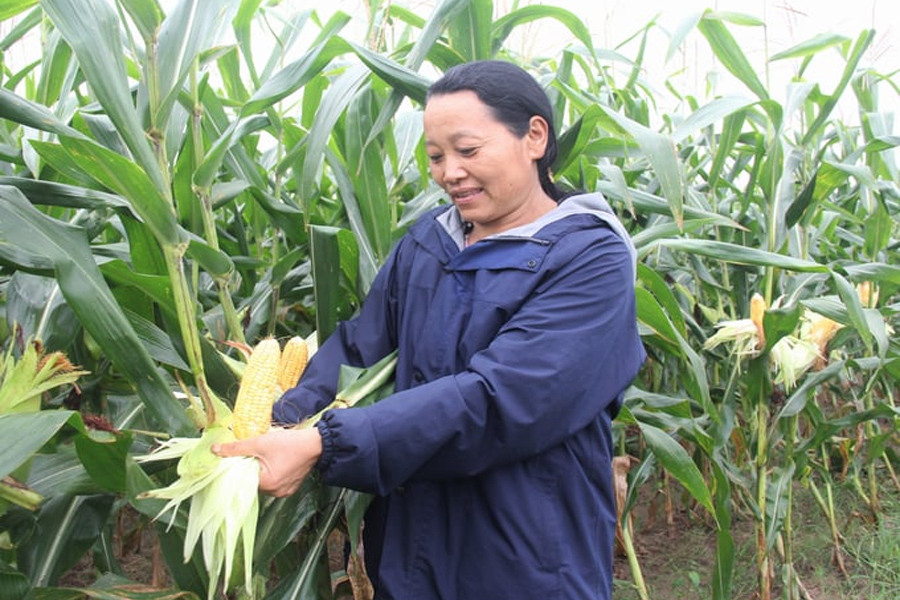 Trồng giống ngô VS201 - cả vụ không phải phun thuốc