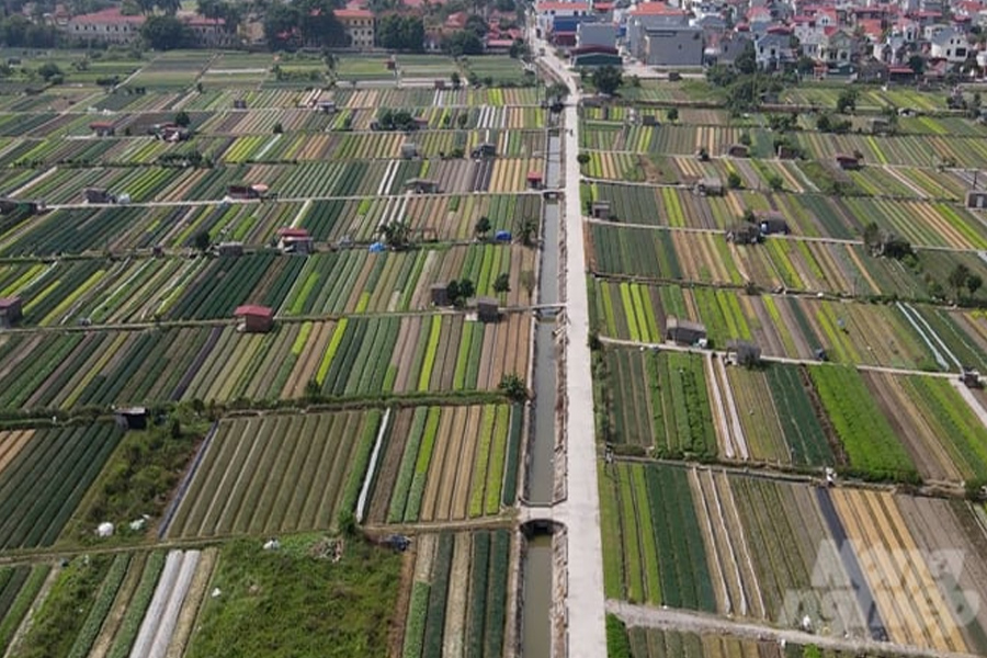 Tưới nước tự động cho rau màu - Nông dân vừa giàu vừa khỏe