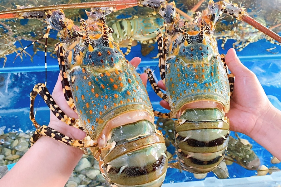 Vì sao xuất khẩu tôm hùm bông sang Trung Quốc ách tắc