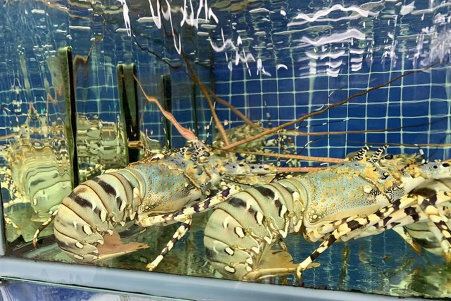 Vì sao xuất khẩu tôm hùm bông sang Trung Quốc ách tắc