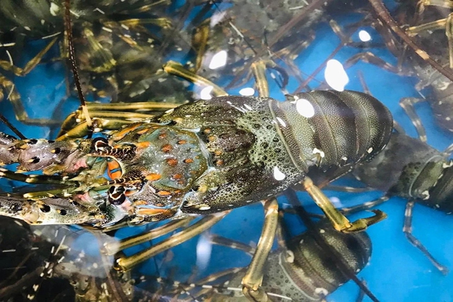 Vì sao xuất khẩu tôm hùm bông sang Trung Quốc ách tắc