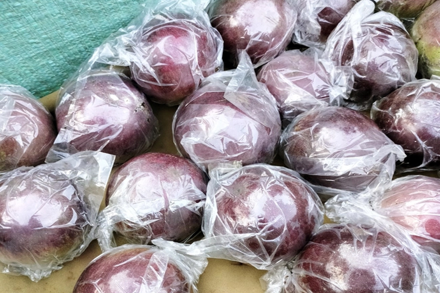 Vú sữa tím đầu mùa giá tăng vọt