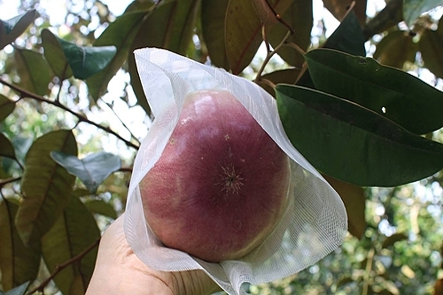 Vú sữa tím đầu mùa giá tăng vọt