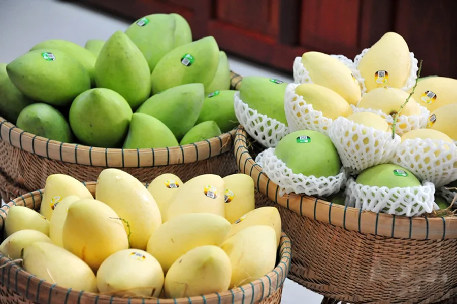 Xoài Đồng Tháp xuất đi hơn 10 nước