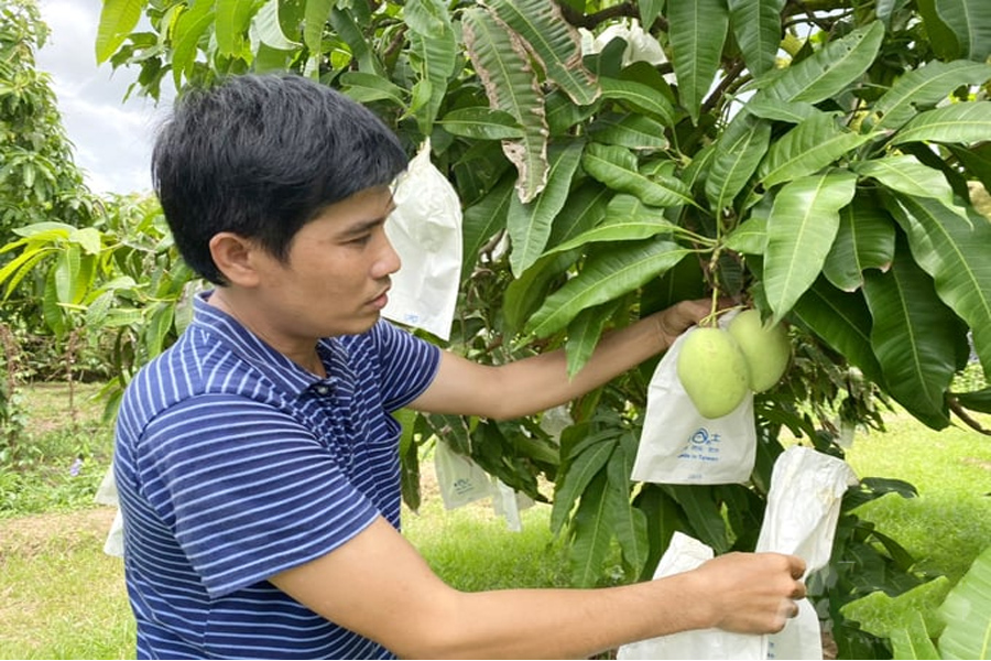 Xoài Đồng Tháp xuất đi hơn 10 nước