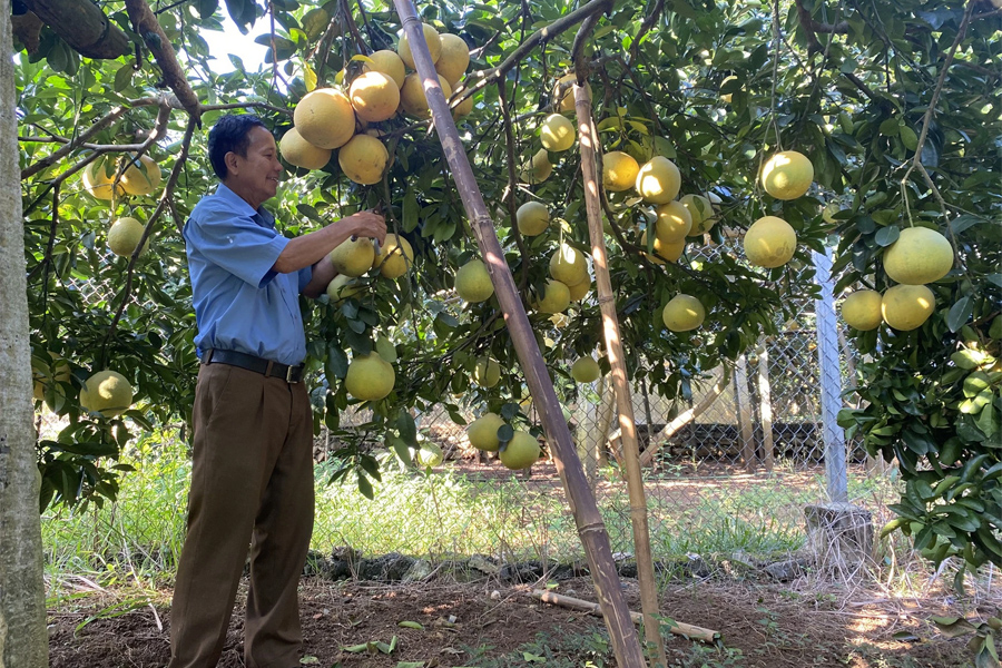 Xuất khẩu bưởi ở Miền Bắc rục rịch vào mùa
