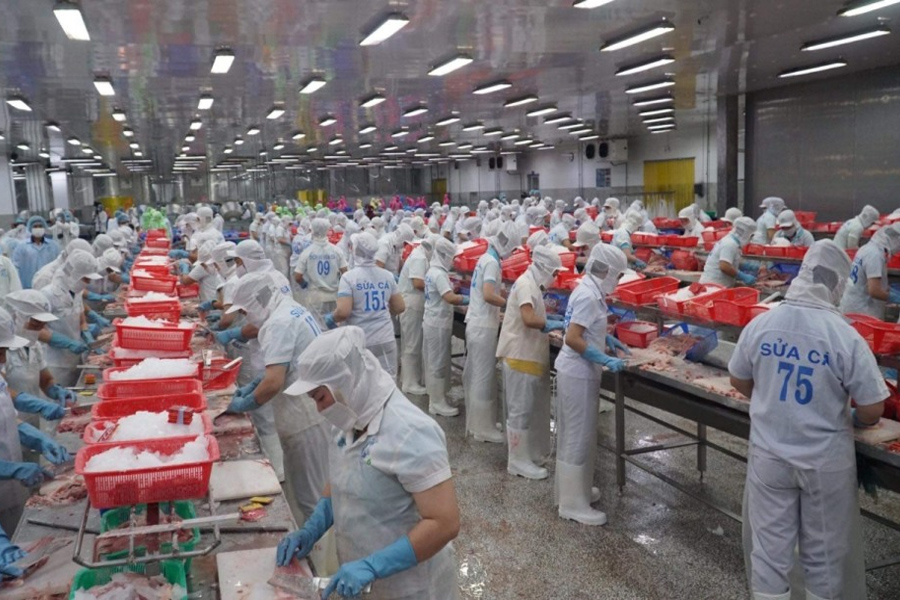 Xuất khẩu cá tra giảm 30%