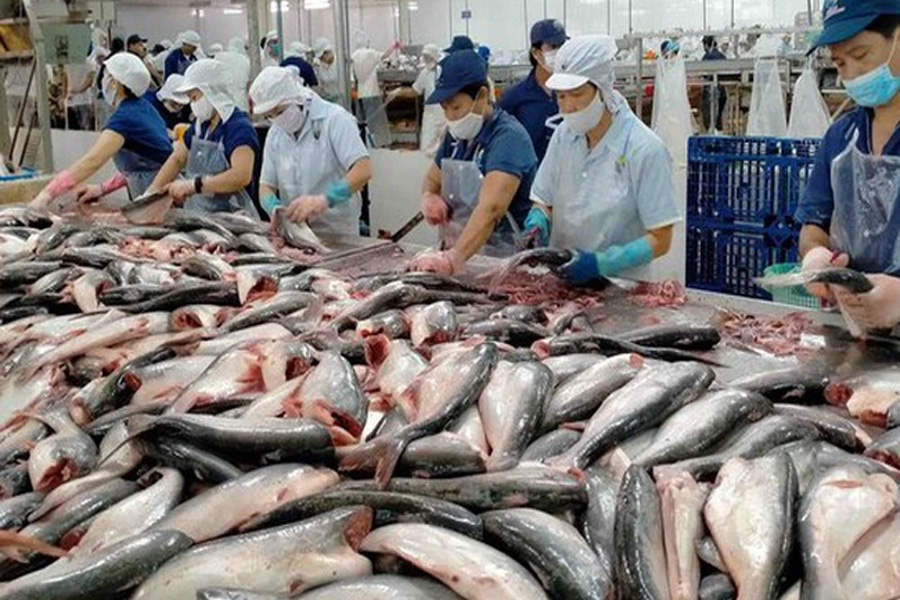 Xuất khẩu thủy sản đón nhận nhiều tín hiệu tích cực