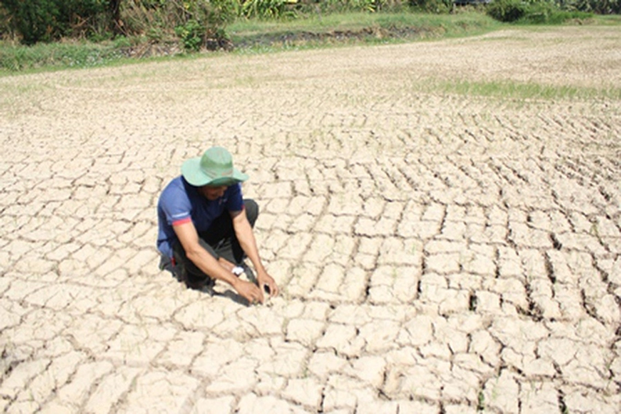 100.000 ha diện tích cây ăn trái và lúa nguy cơ bị hạn mặn