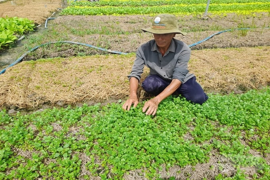 100.000 ha diện tích cây ăn trái và lúa nguy cơ bị hạn mặn