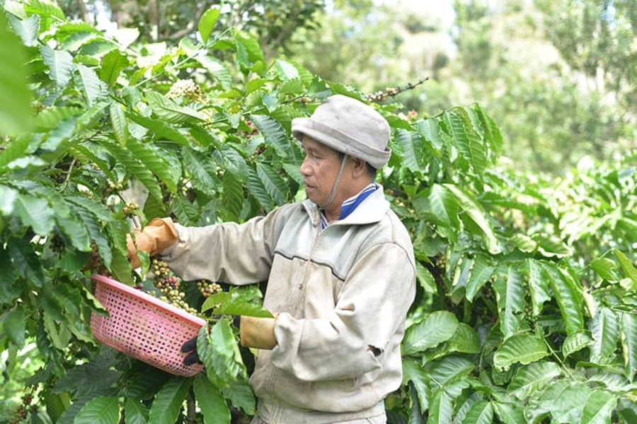 Cà phê hữu cơ thu đúng độ chín, giá cao gấp đôi