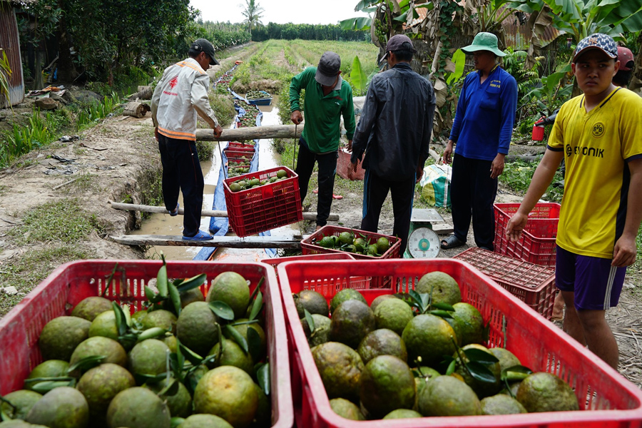 Cam sành Vĩnh Long lại rớt giá chỉ 2.000 đồng/kg