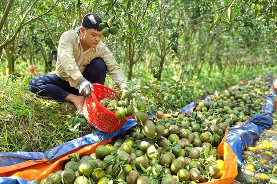 Cam sành Vĩnh Long lại rớt giá chỉ 2.000 đồng/kg