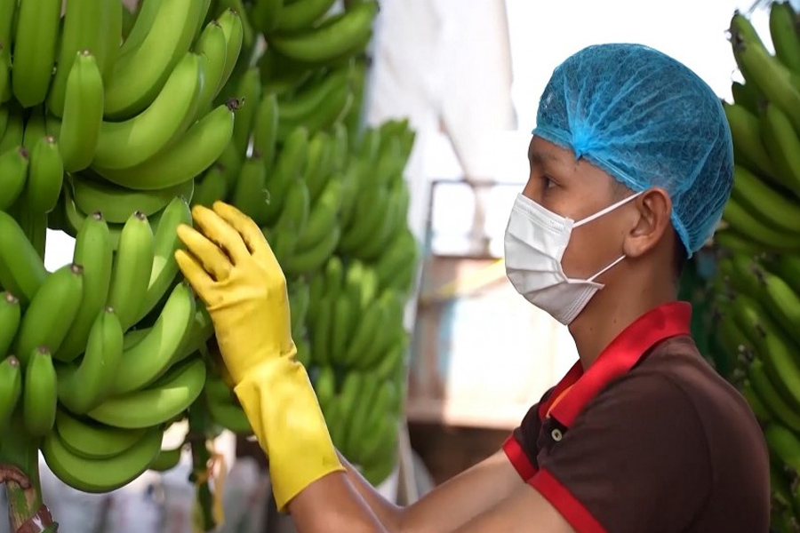 Chuối Việt Nam tăng thị phần ở Trung Quốc