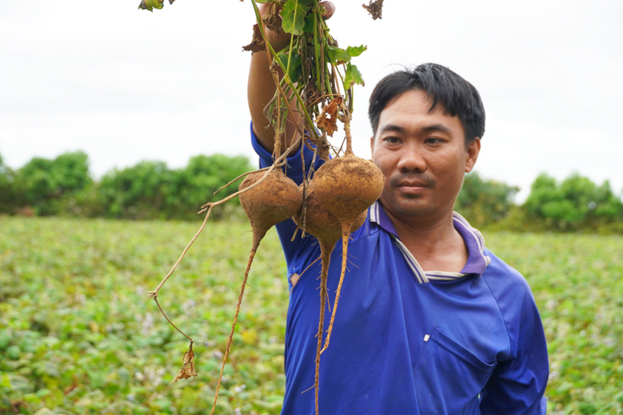 Củ sắn rớt giá chỉ còn 2.000 đồng/kg