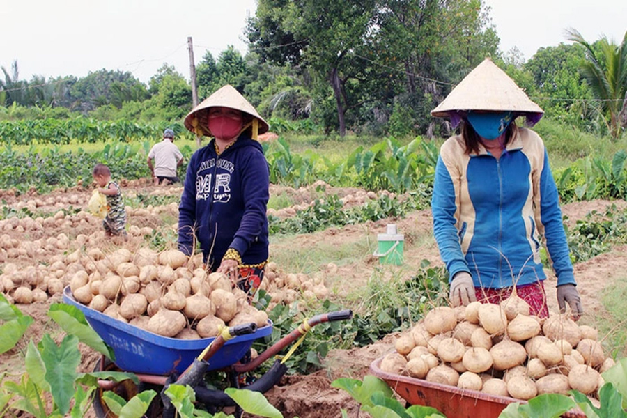 Củ sắn rớt giá chỉ còn 2.000 đồng/kg